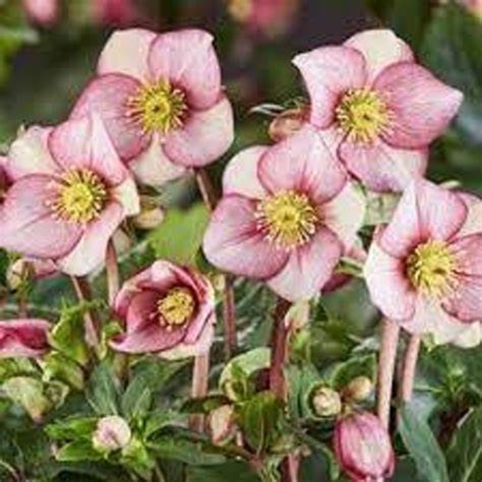 Hellebore - Helleborus glandorfensis 'Picotee' from How Sweet It Is