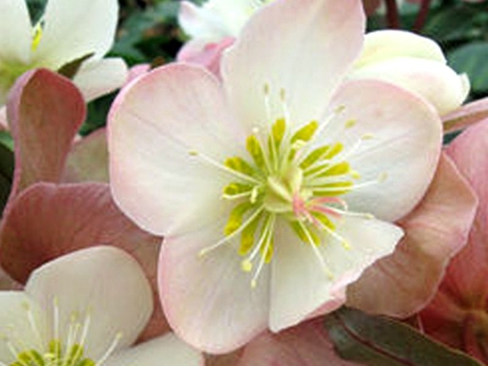 Hellebore - Helleborus ballardiae 'Mahogany Snow' from How Sweet It Is