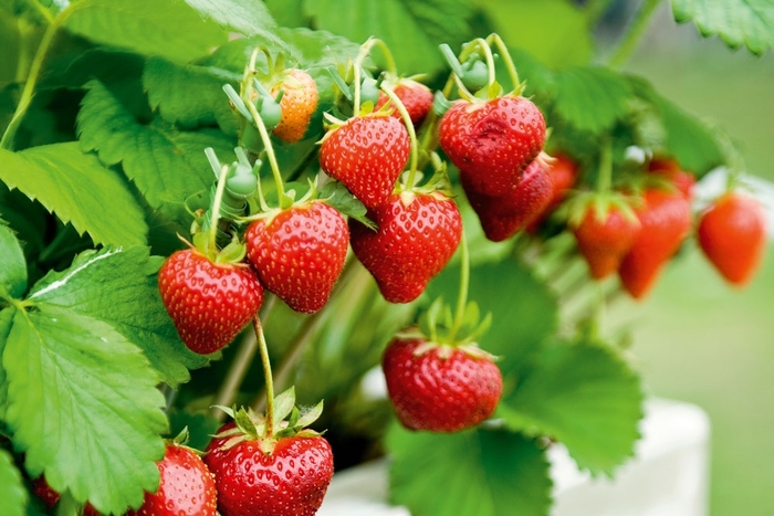 Strawberries 4 pk - Strawberries 4pk from How Sweet It Is