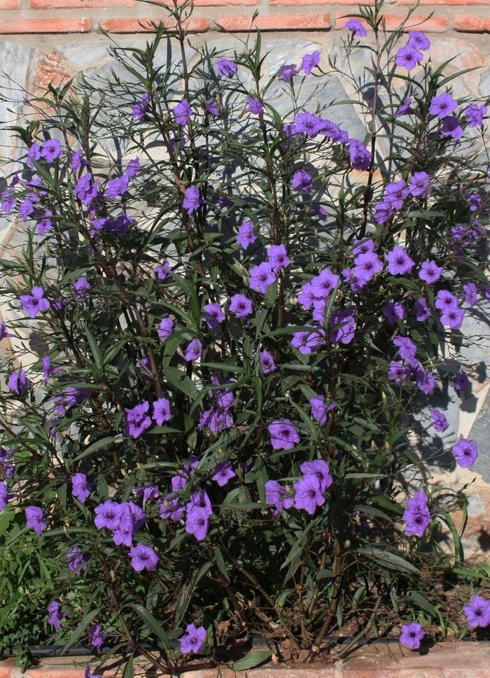 Mexican Petunias - Mexican Petunias from How Sweet It Is