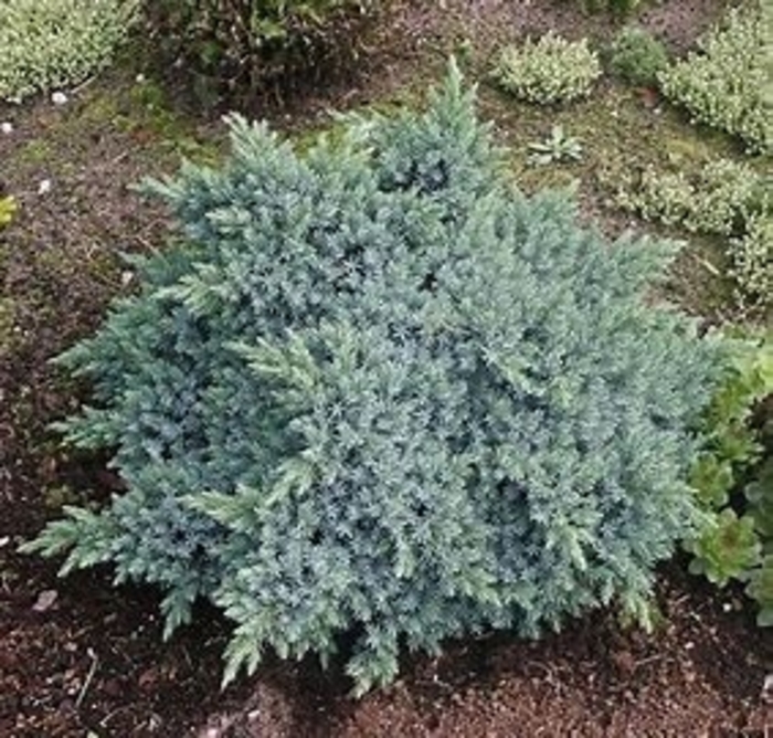 Juniper - Juniperus squamata 'Blue Star' from How Sweet It Is