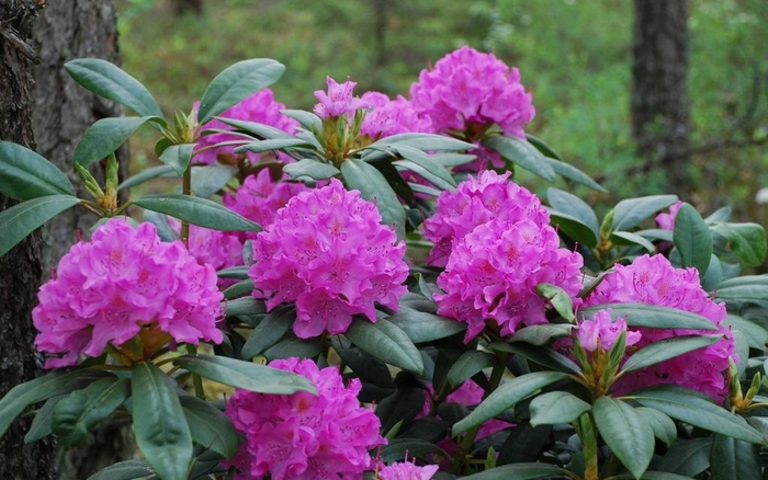 English Roseum - Rhododendron from How Sweet It Is