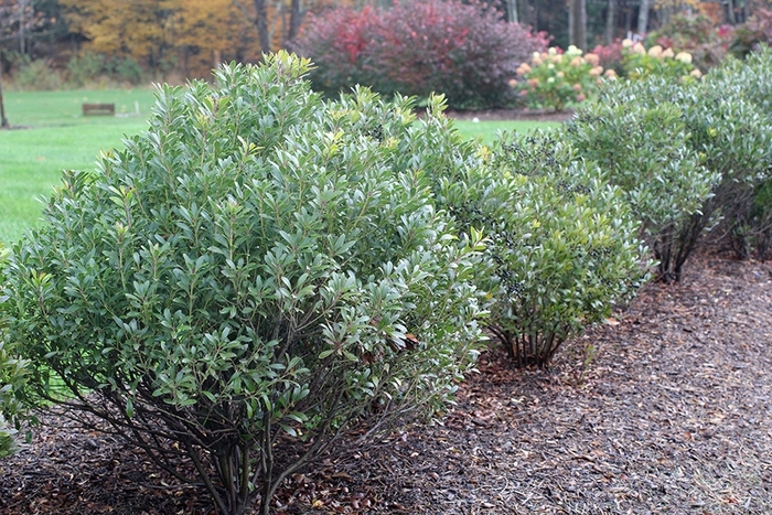 Ilex glabra 'Shamrock Inkberry' - Holly from How Sweet It Is