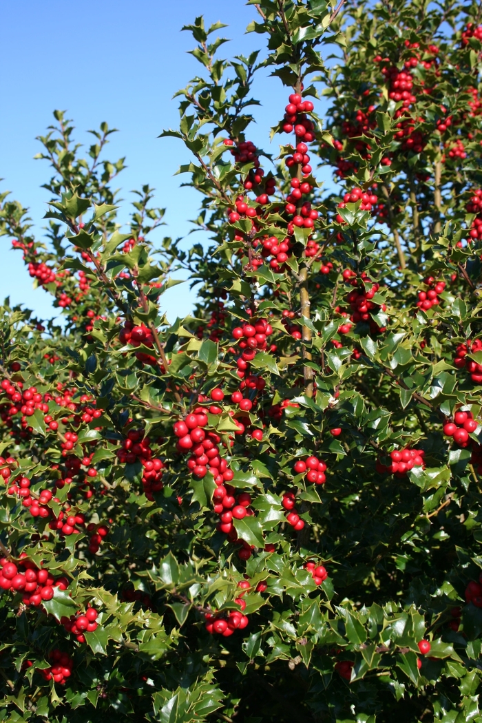 Ilex 'Red beauty' - Holly from How Sweet It Is