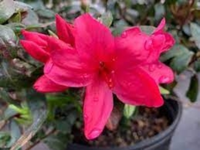 Azalea - Sunglow from How Sweet It Is