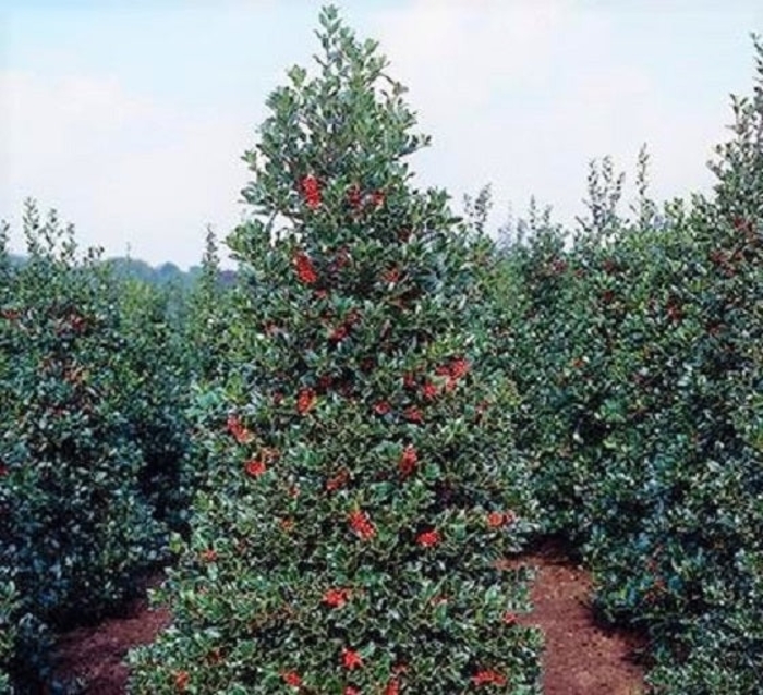 Robin™ Holly - Ilex hybrid 'Conin' from How Sweet It Is