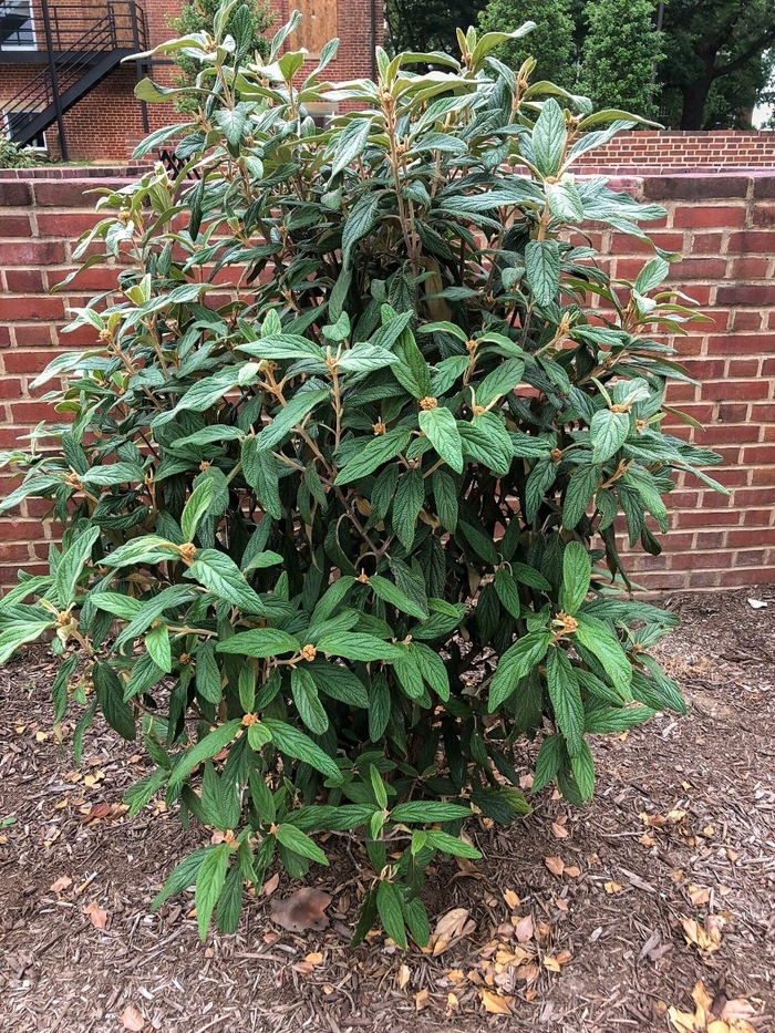 Viburnum - Allegheny Leatherleaf from How Sweet It Is