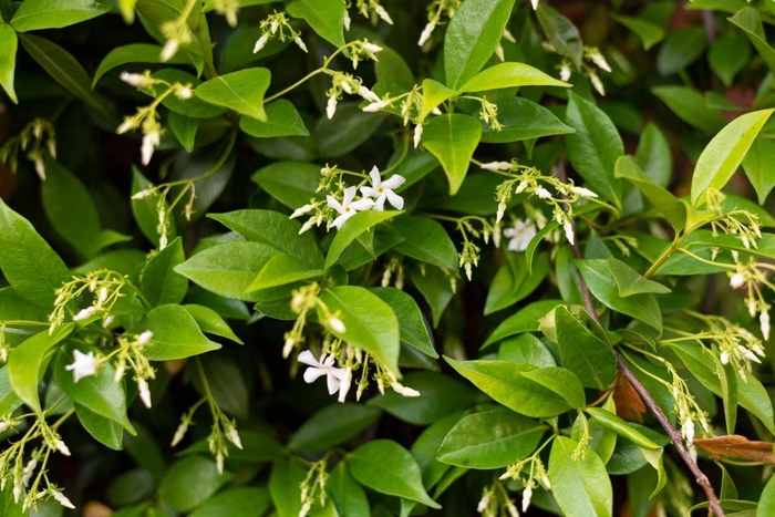 Trachelospermum Jasminoides - Star Jasmine from How Sweet It Is