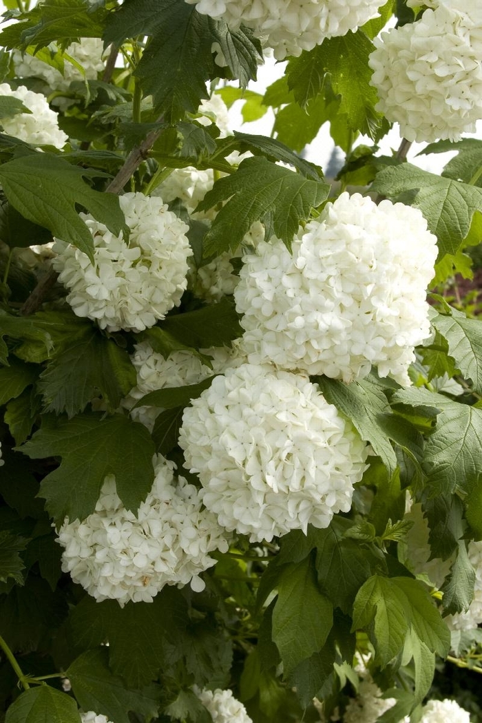 Viburnum opulus 'Sterile' - Eastern Snowball from How Sweet It Is