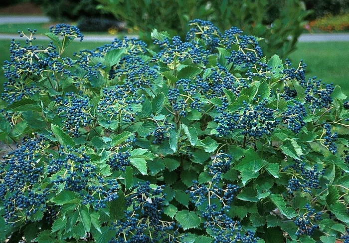 Blue Muffin® Arrowwood Viburnum - Viburnum dentatum from How Sweet It Is