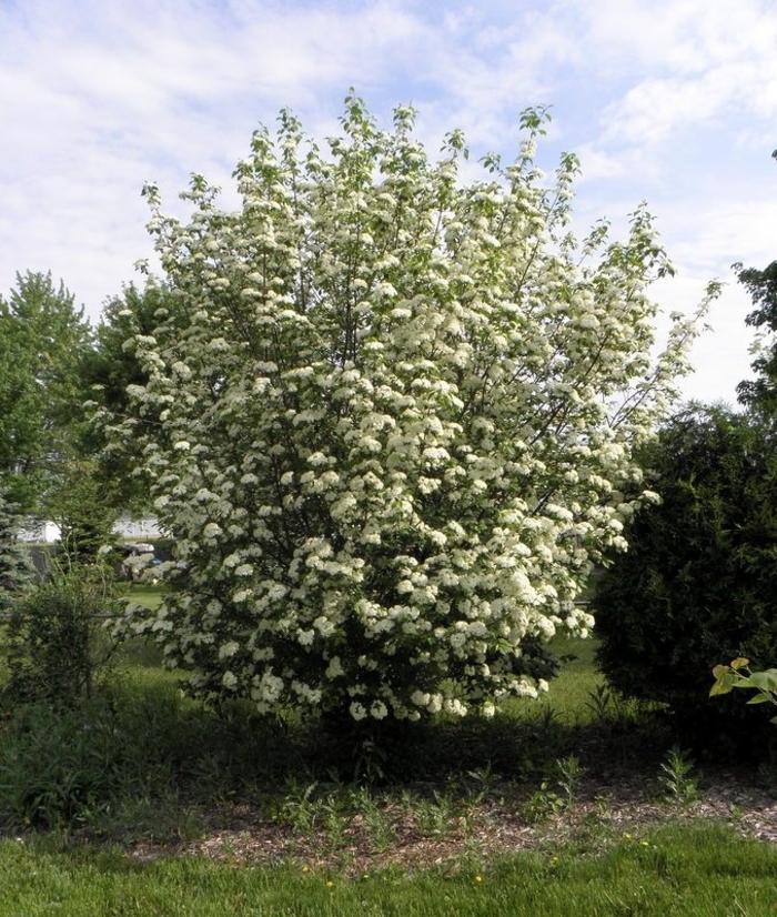 Black-haw viburnum - Viburnum prunifolium from How Sweet It Is