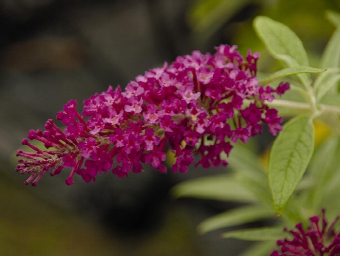 Buzz Hot Raspberry Butterfly Bush - Buddleja davidii 'Hot Raspberry' from How Sweet It Is