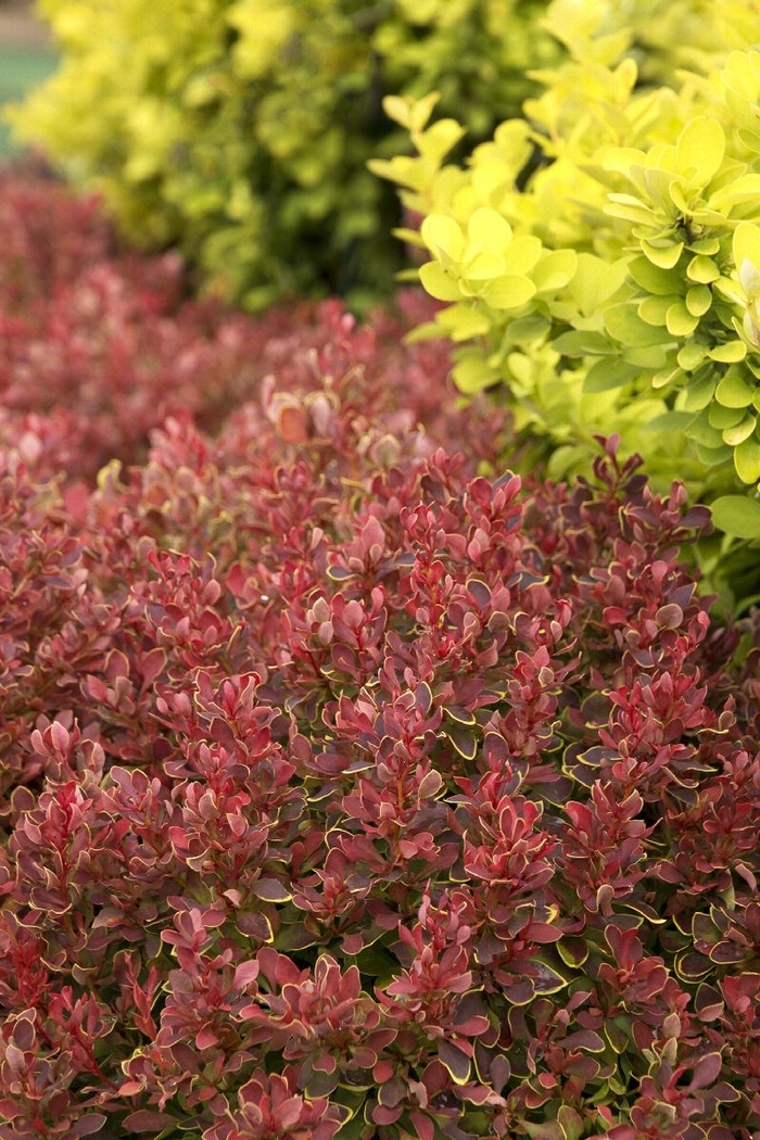 Golden Ruby® Barberry - Berberis thunbergii 'Goruzam' from How Sweet It Is