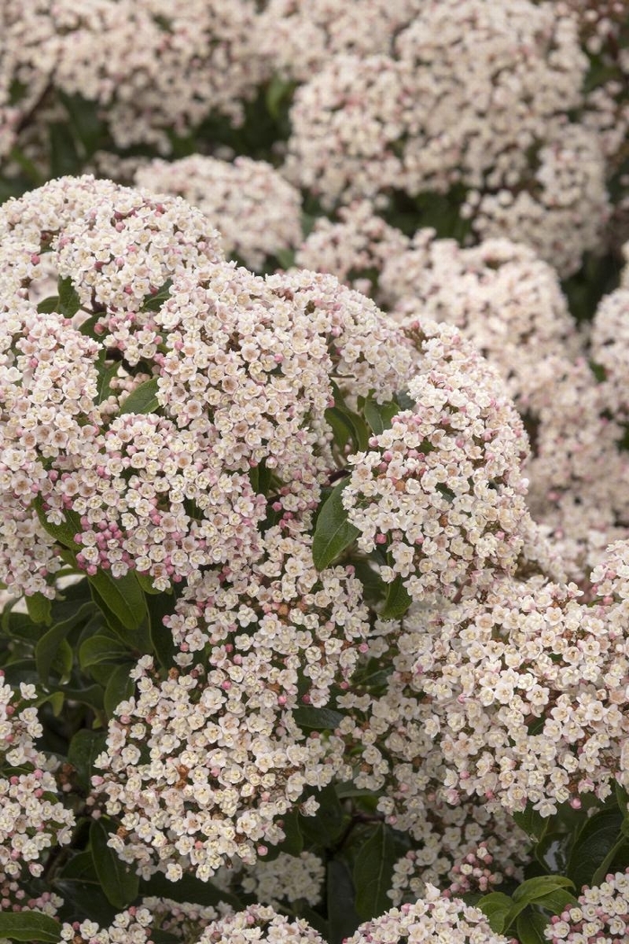 Spring Bouquet Viburnum - Viburnum tinus from How Sweet It Is