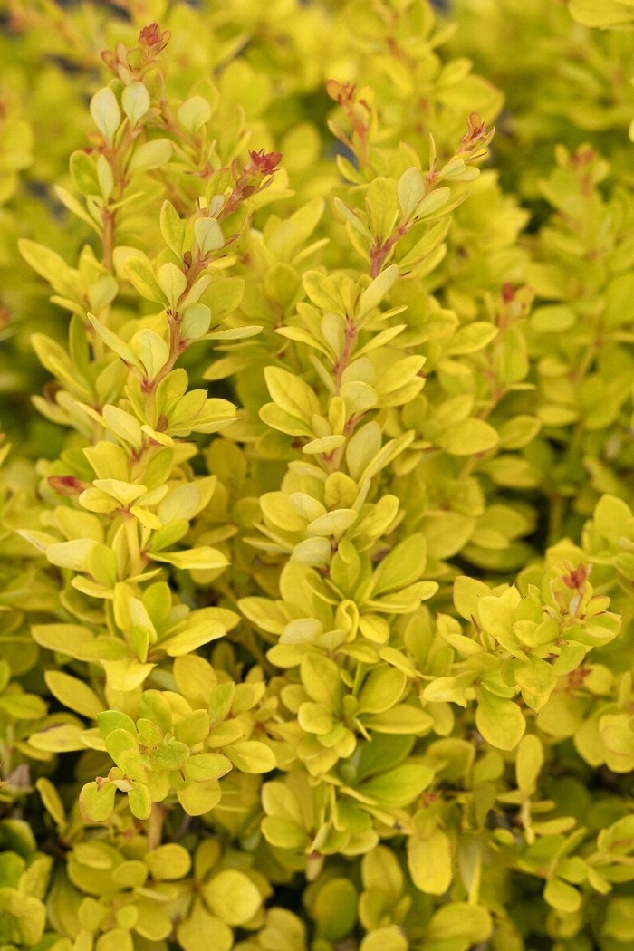 Dwarf Japanese Barberry 'Golden Nugget' - Berberis thunbergii from How Sweet It Is