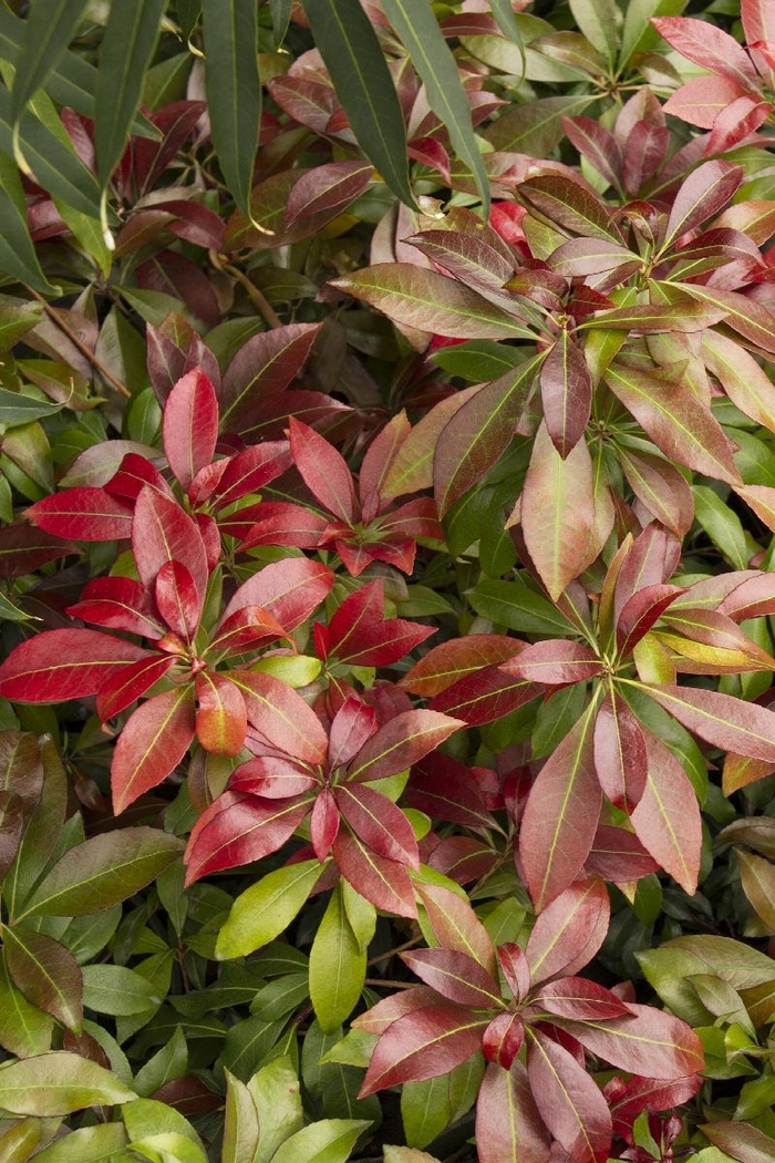 Pieris 'Katsura' - Pieris japonica 'Katsura' from How Sweet It Is