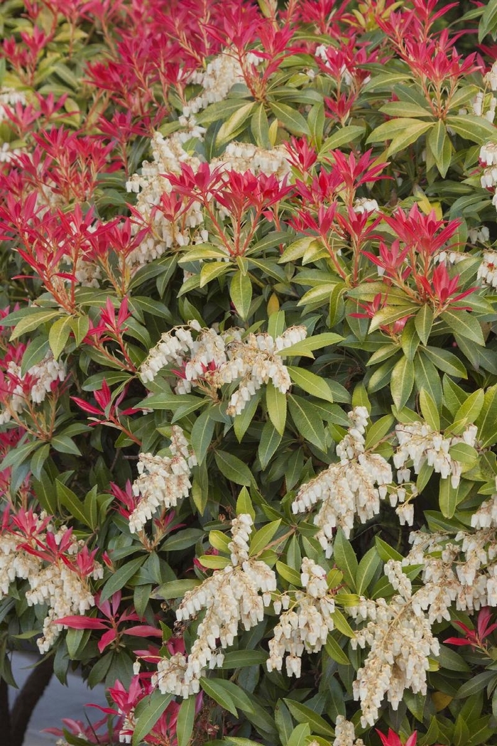 Mountain Fire Pieris - Pieris japonica 'Mountain Fire' from How Sweet It Is