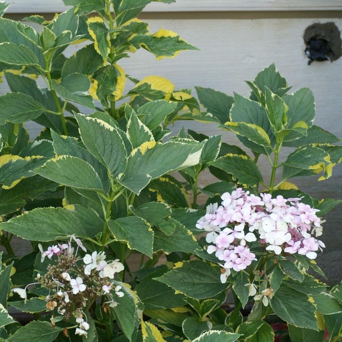 Hydrangea ‘Lemon Wave’ - Hydrangea macrophylla 'Lemon Wave' from How Sweet It Is