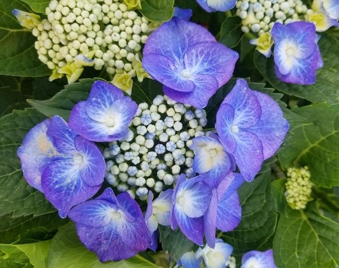 Hydrangea 'Tellers Blue' - Hydrangea macrophylla from How Sweet It Is