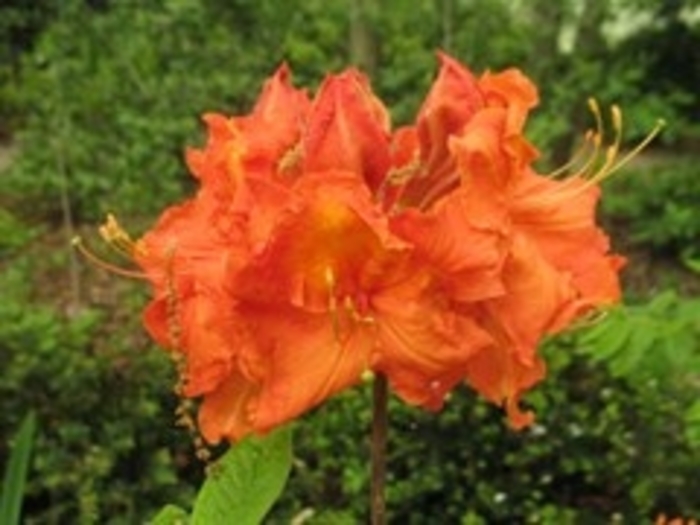  Azalea 'Gibraltar' - Rhododendron 'Gibraltar' from How Sweet It Is