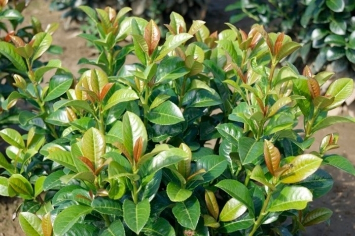 Prunus laurocerasus 'Volcano' - Volcano Cherry Laurel from How Sweet It Is