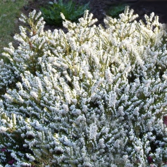 Mediterranean White Winter Heather - Erica x darleyensis 'Mediterranean White' from How Sweet It Is