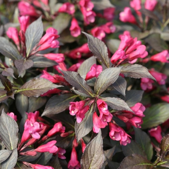 Weigela 'Spilled Wine' - Weigela from How Sweet It Is