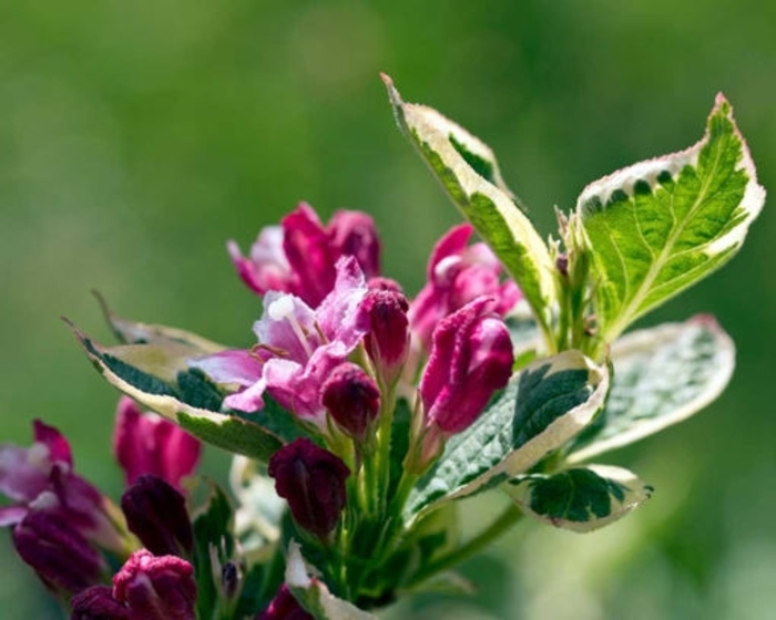 Variegated Weigela - Weigela from How Sweet It Is