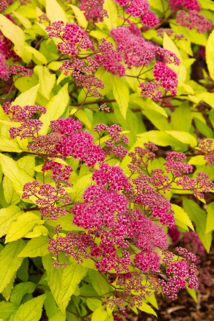 Goldflame Spirea - Spiraea x bumalda 'Goldflame' from How Sweet It Is