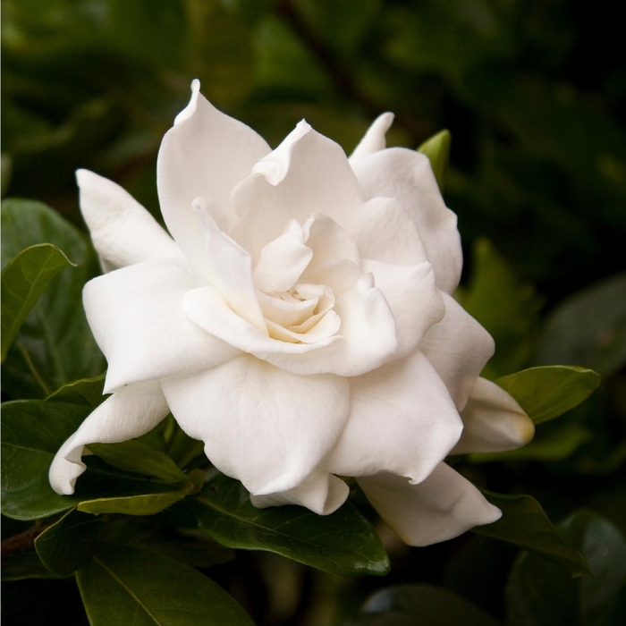 August Beauty Gardenia - Gardenia jasminoides 'August Beauty' from How Sweet It Is