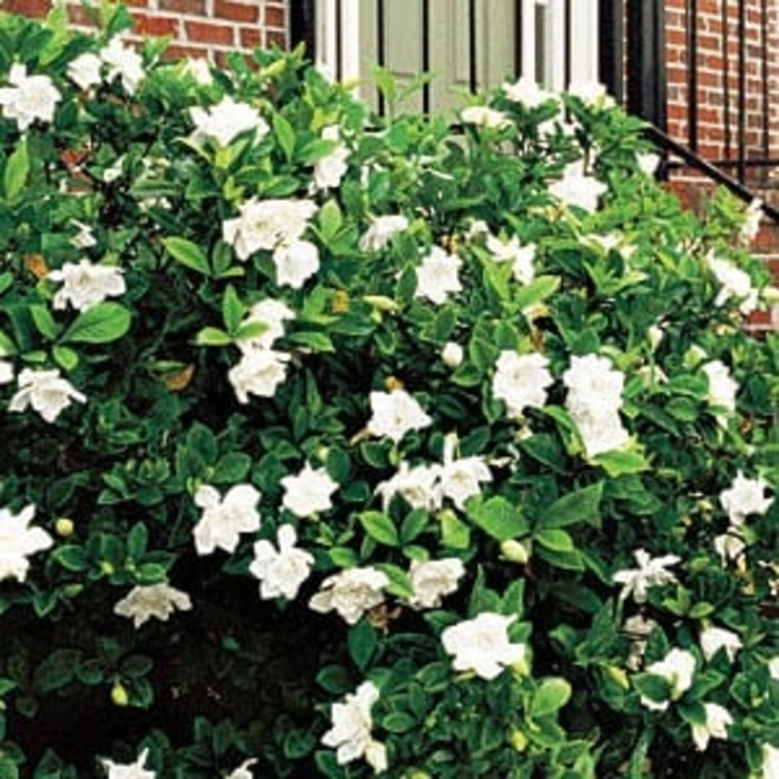 Gardenia 'Chuck Hayes' - Gardenia jasminoides 'Chuck Hayes' from How Sweet It Is