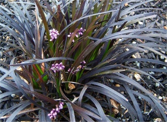 Black Mondo Liriope - Ophiopogon planiscapus from How Sweet It Is