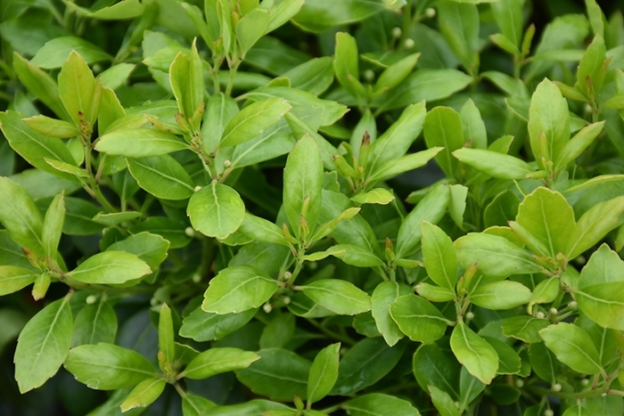 Densa Inkberry Holly - Ilex glabra 'Densa' from How Sweet It Is