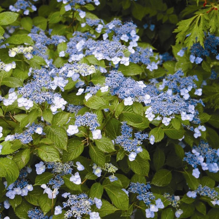 Blue Billows Hydrangea - Hydrangea serrata 'Blue Billow' from How Sweet It Is