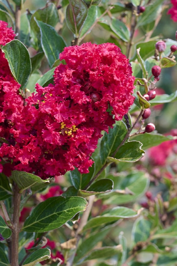 Enduring Summer Red Crape Myrtle - Lagerstroemia indica x fauriei 'PIILAG B5' from How Sweet It Is