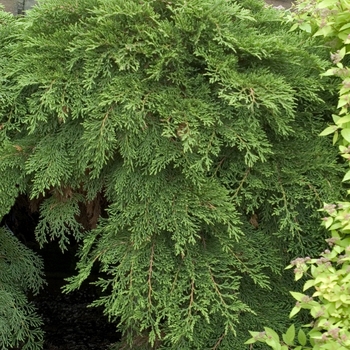 Microbiota decussata 'Creeping Siberian' - Cypress