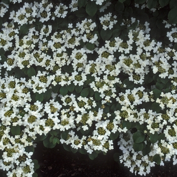 Viburnum plicatum tomentosum - Viburnum