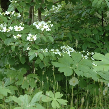 Viburnum plicatum - Viburnum