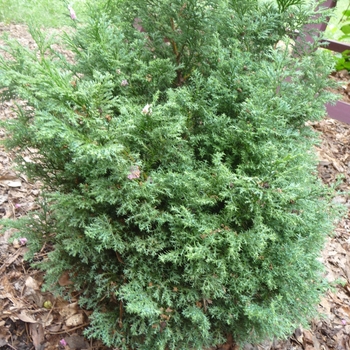 Chamaecyparis obtusa 'Split Rock' - Split Rock Hinoki Falsecypress