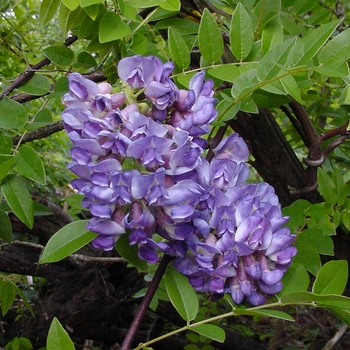 Wistera frutescens 'Amethyst Falls' - Wisteria