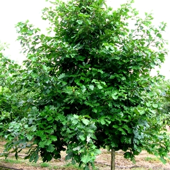 Quercus bicolor 'Swamp White' - Oak