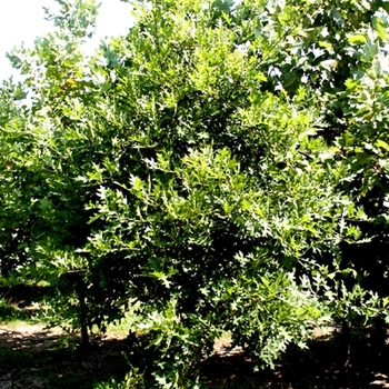 Quercus phellos 'Willow' - Oak