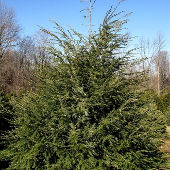 Tsuga canadensis - Canadian Hemlock