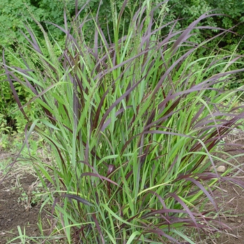 Panicum virgatum ''Shenandoah'' - Switch Grass