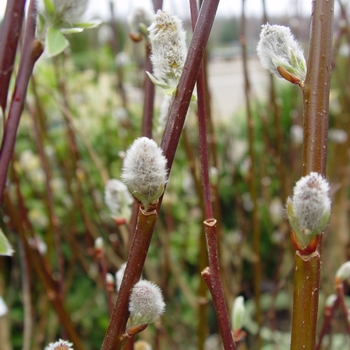 Salix discolor (French Pussy Willow) - Willow