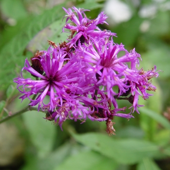 Vernonia noveboracensis - New York Ironweed