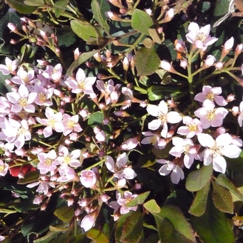 Rhaphiolepis indica 'Eleanor Tabor' - Indian Hawthorne