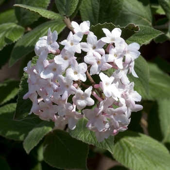 Viburnum carlesii 'Korean Spice' - Viburnum