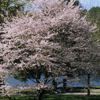 Prunus x yedoensis 'Yoshino' - Cherry Ornamental