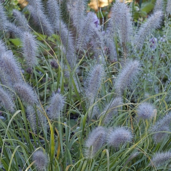 Pennisetum alopecuroides 'Moudry' - Fountain Grass